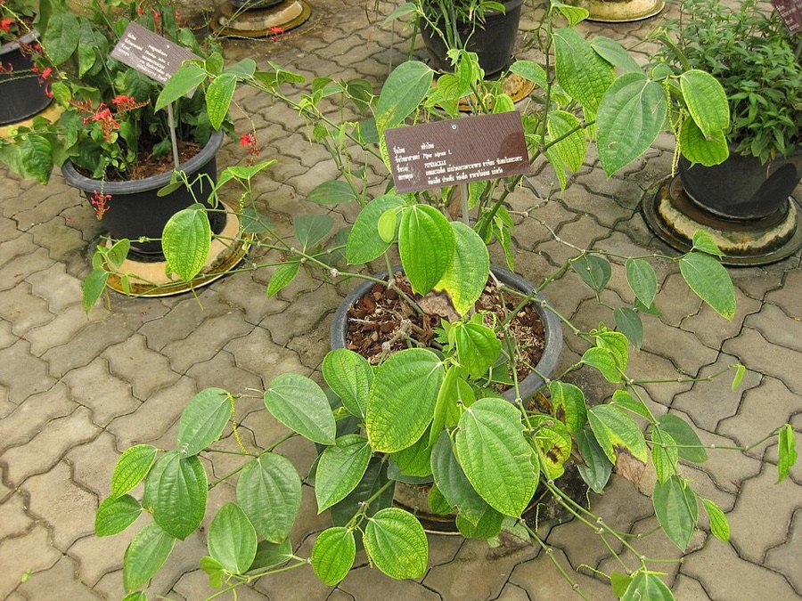 What is this plant with broad heart-shaped leaves on jointed stems that trail along the ground and climb upwards?