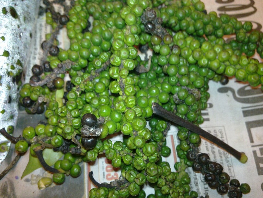 These picked spikes are mostly green with a few berries gone dark. Were they picked at the right time?