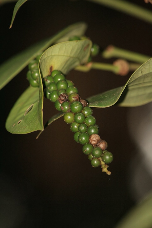 A narrow pepper spike hanging from a vine, packed closely along its length with small round green berries and a few shrivelled brown ones, among broad pointed leaves with several strong veins curving from base to tip.