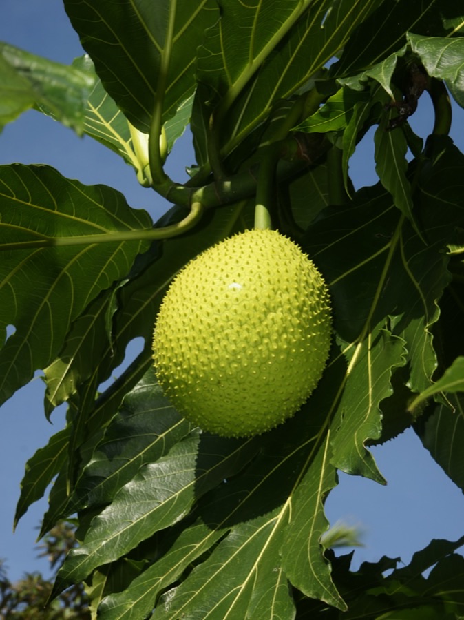 A single bright green young breadfruit hanging from a thick stalk among very large dark glossy leaves deeply cut into long pointed lobes, its skin covered in small raised points, against a blue sky.