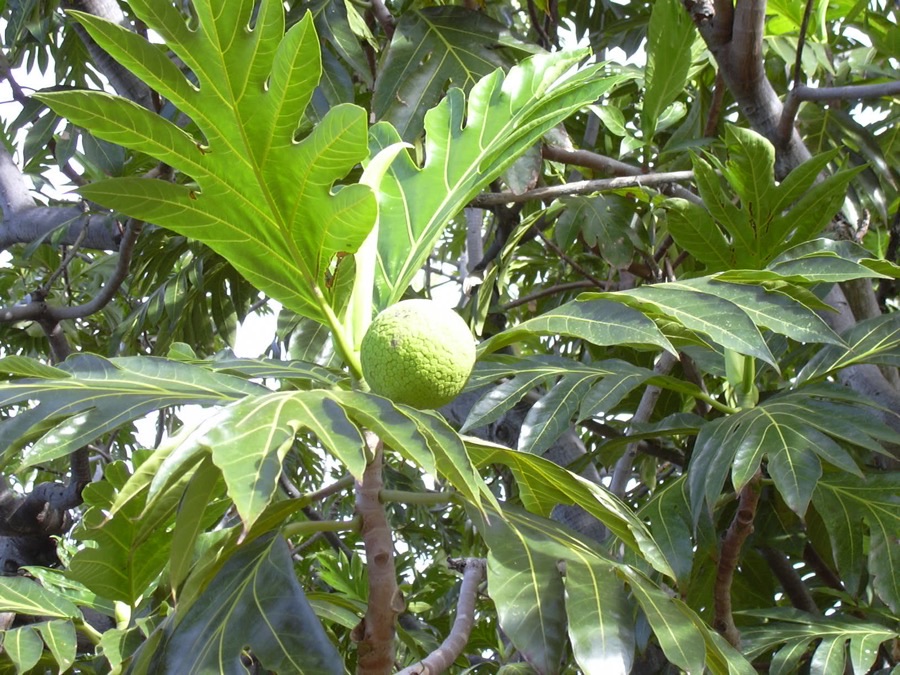 Are these several leaves or one, and why are they cut into fingers like that?
