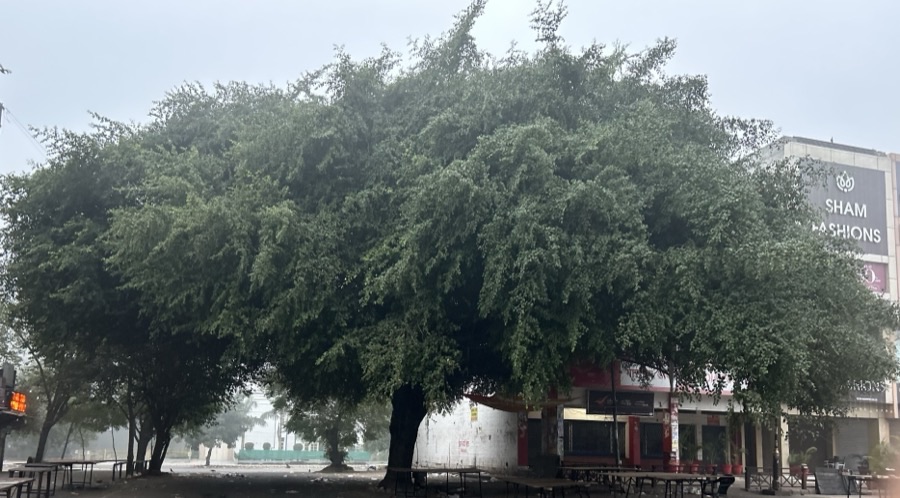A large spreading ber tree with a dense drooping canopy beside a street in Chandigarh, India.