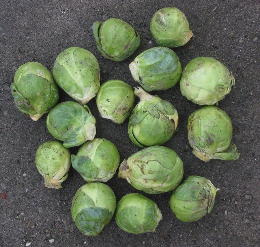 What does a sprout ready to pick look like?