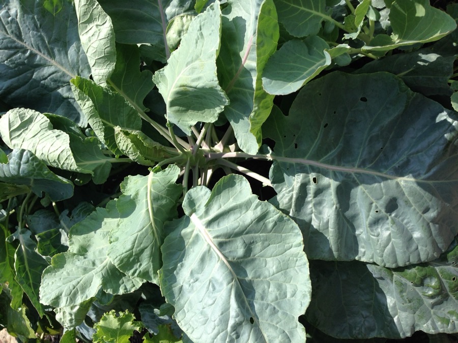 The top of a brussels sprout plant showing large blue-green leaves on a thick upright stem.