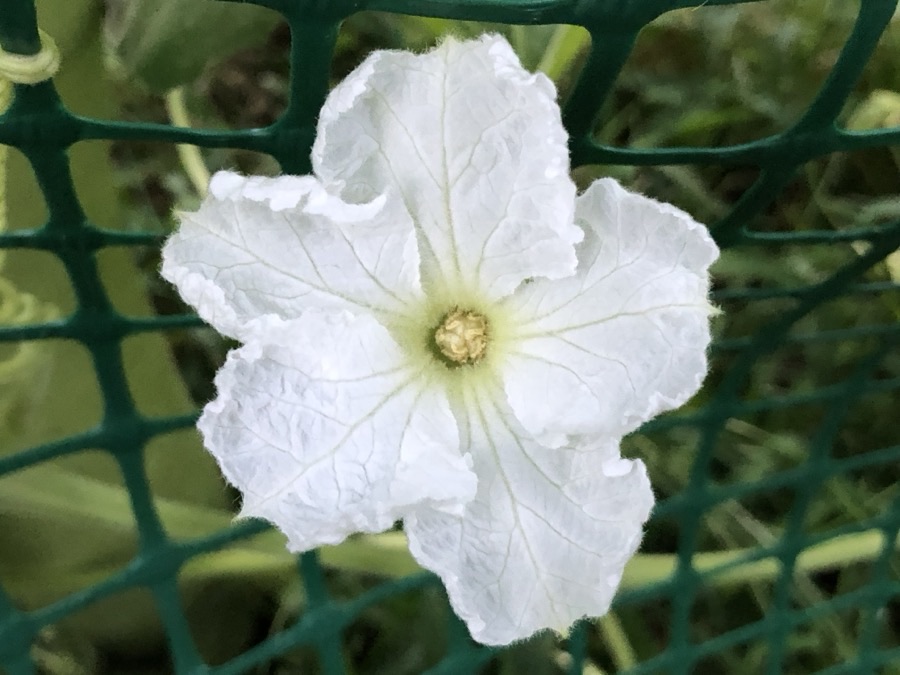 A large white bottle gourd flower open on the vine in the evening, with broad soft heart-shaped leaves around it.