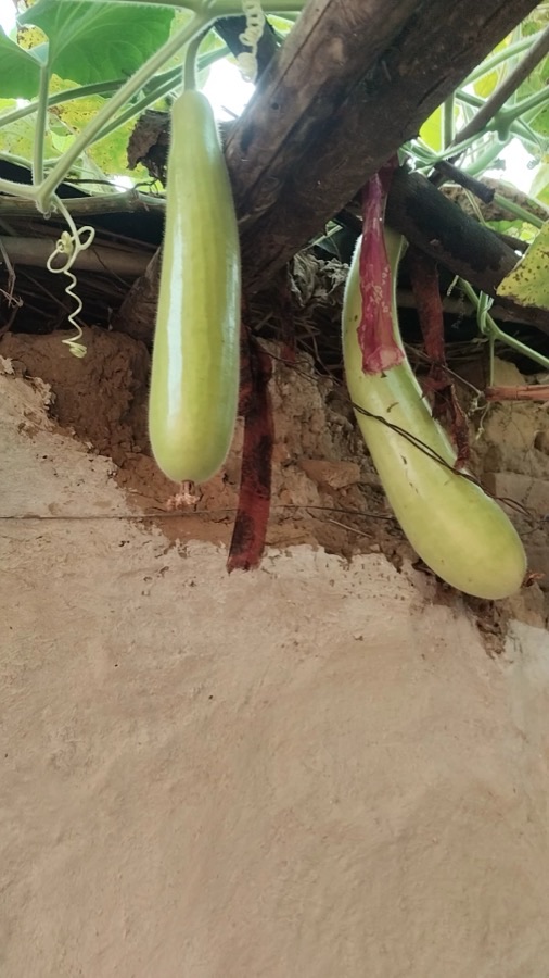 What does a good vegetable fruit look like at market?