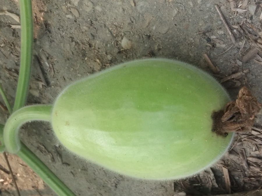 When is the fruit on its stem young enough to eat?