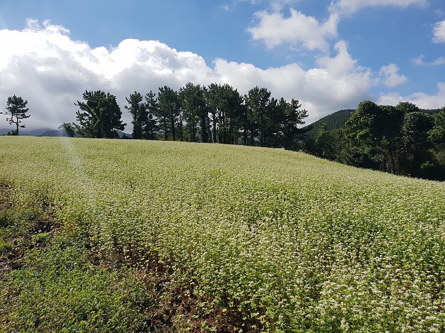 What is this crop doing on a stony hillside where the neighbours grow nothing?