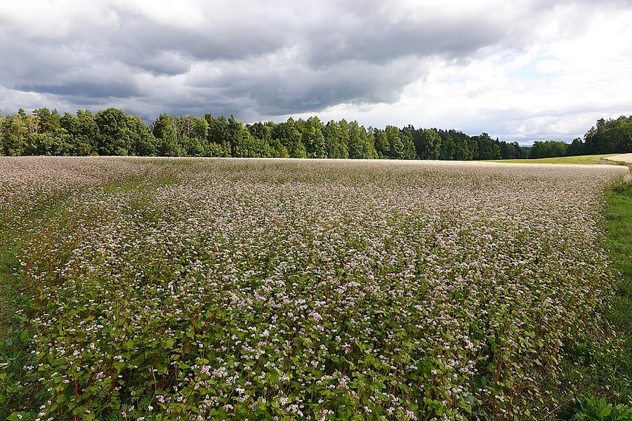 A dense low buckwheat crop in full flower filling a field to the treeline, covered in masses of small white and pink flowers held above broad soft green leaves, with reddish stems visible at the front edge under a cloudy sky.