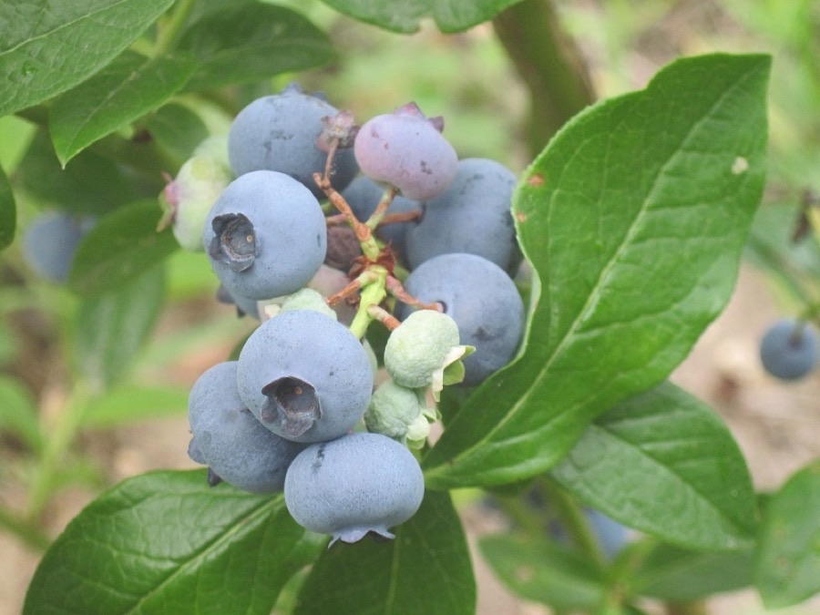 When is a berry actually ready?