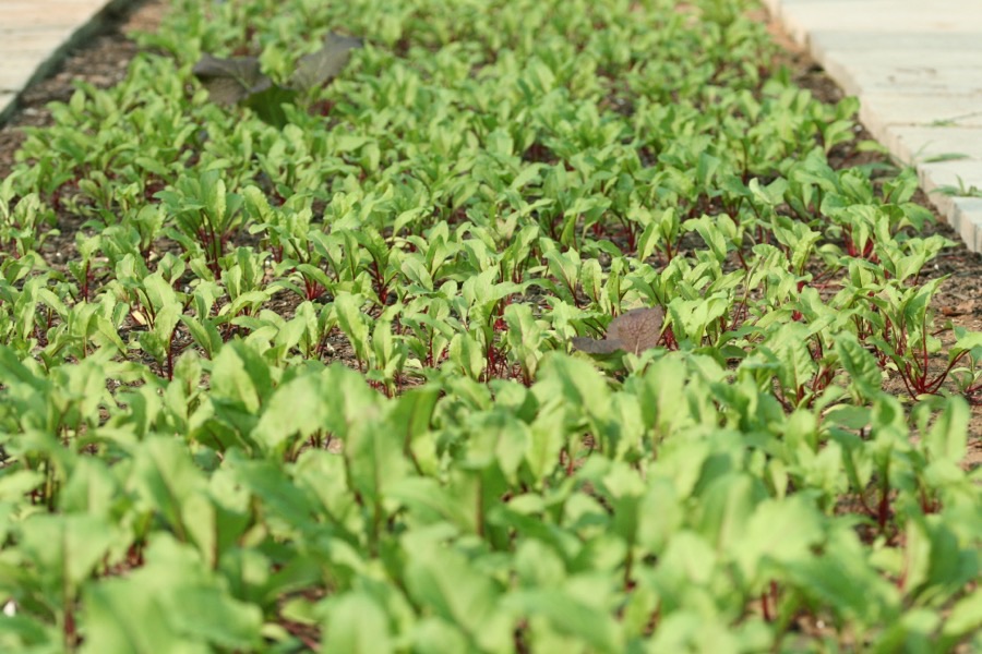 Rows of young beetroot plants growing in a bed, with green leaves on bright red stalks.