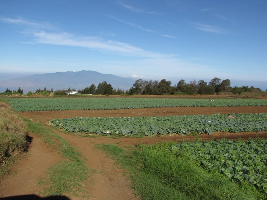 Rows of cabbage plants growing in a field, each forming a rounded head of blue-green leaves close to the ground.