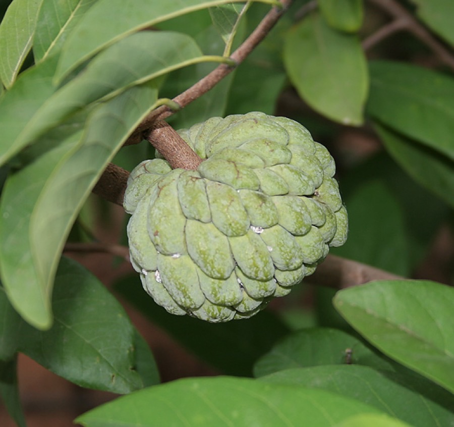 When is the fruit ready to pick?