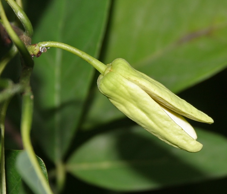 Why does this flower need help to set fruit?