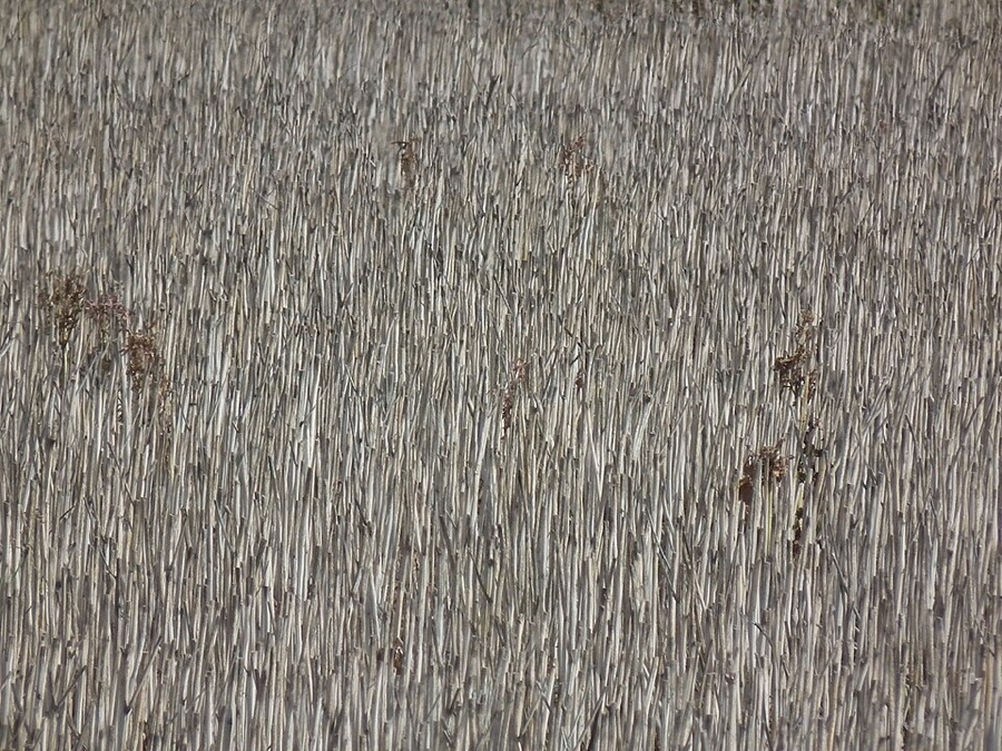 What has happened in this field of short pale grey-brown stubble with a few dried stems still standing?