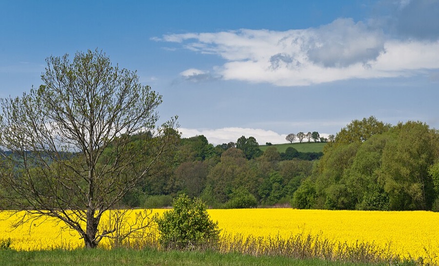 What is the bright yellow block of colour in this landscape, sitting between hedges and woodland in spring?