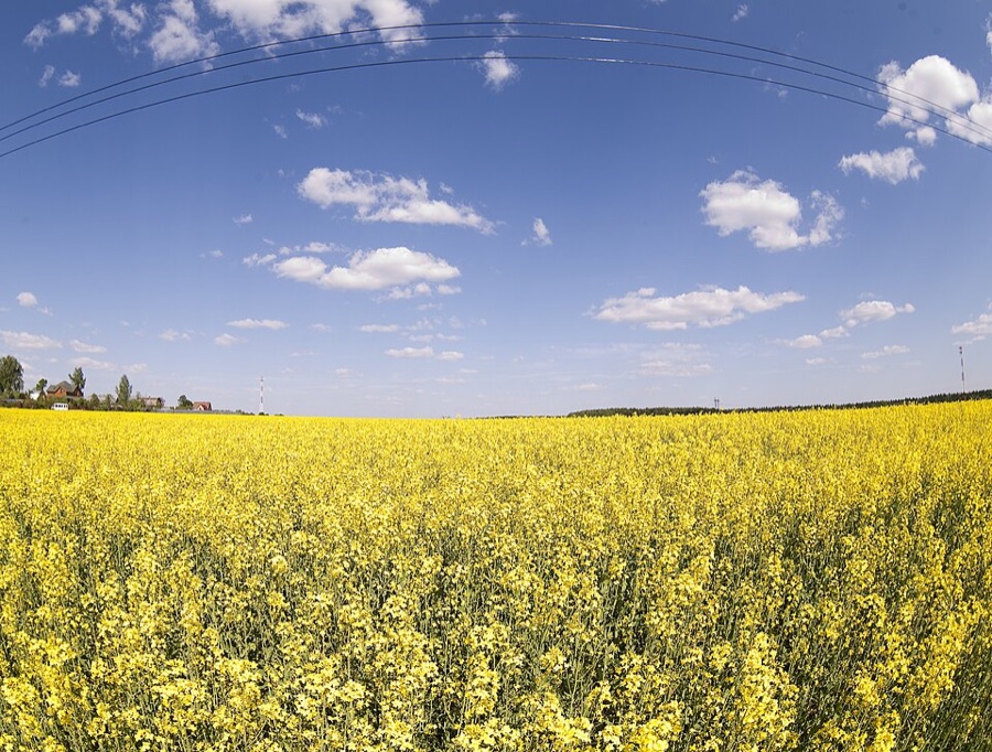 A large rapeseed field in full flower stretching to the horizon under a blue sky, the whole surface a dense even yellow.
