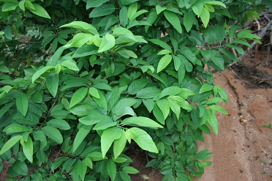 A custard apple tree growing in Hyderabad, India, showing its open straggly branches and dull green leaves set in two rows along each shoot.