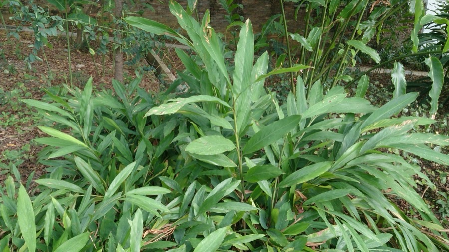 What is the plant itself, if these leafy stems are not real stems?
