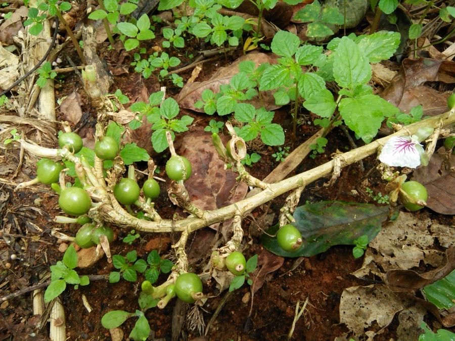 A cardamom panicle trailing along the forest floor among leaf litter, carrying round green capsules along its pale stalk and a single white flower with violet lines on its lip, with small weeds growing around it.