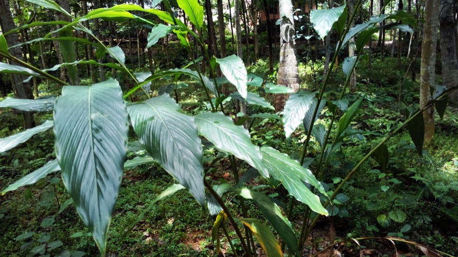 How much shade does this plant actually need?