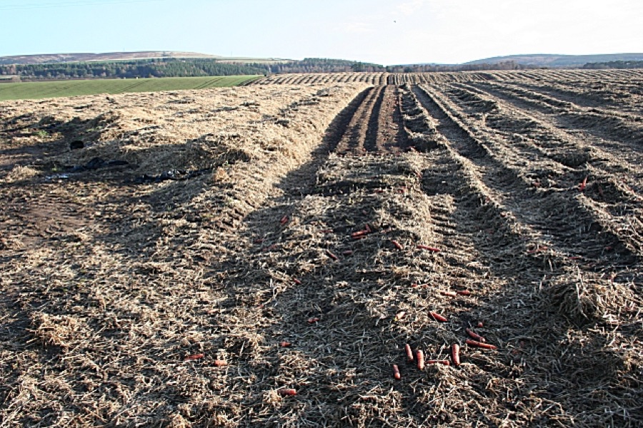 A field of carrot plants with feathery green tops growing in even rows.