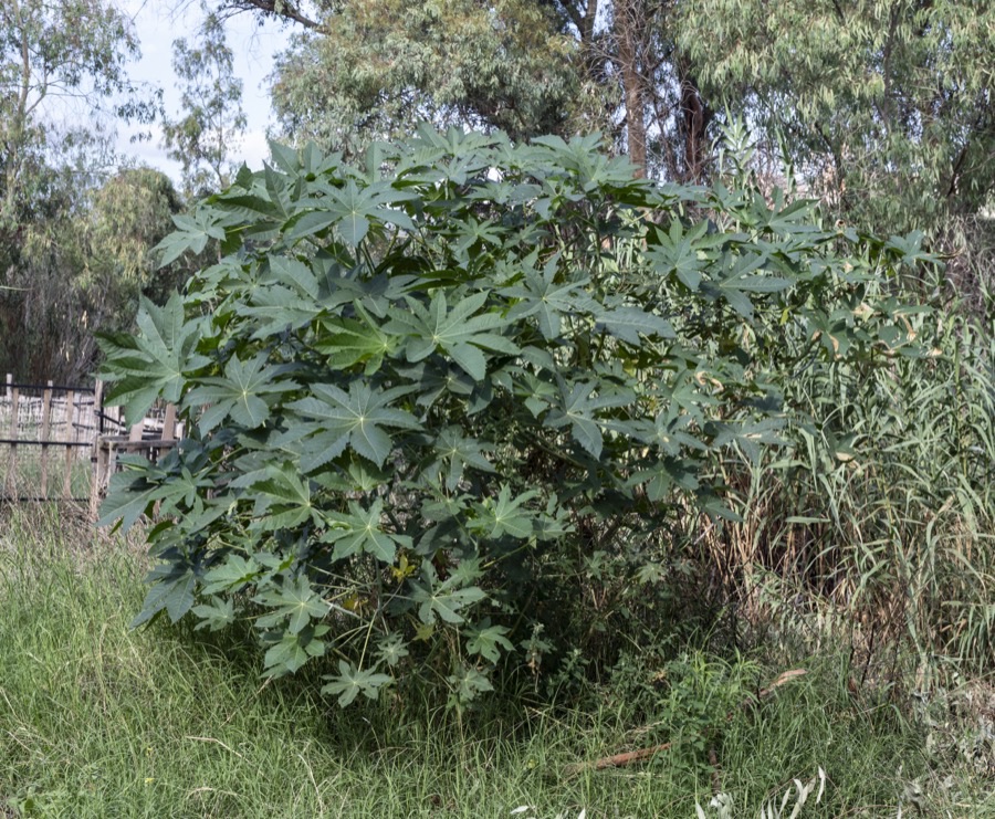 A large castor plant the size of a shrub growing on rough grassy ground beside a fence, carrying many very large hand-shaped leaves with pointed toothed lobes spreading from a central point, with trees behind it.