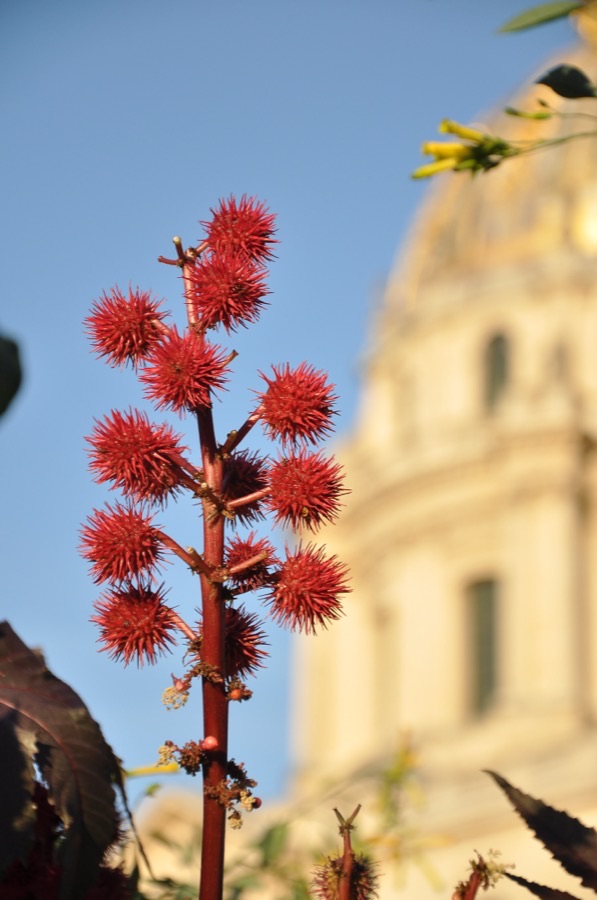 When is a spike ready to cut, and what is inside these spiny balls?