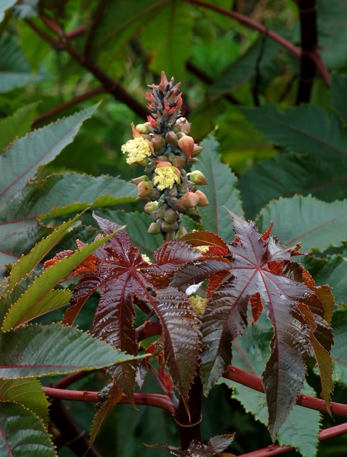 Why does this spike have red flowers at the top and yellow ones lower down?