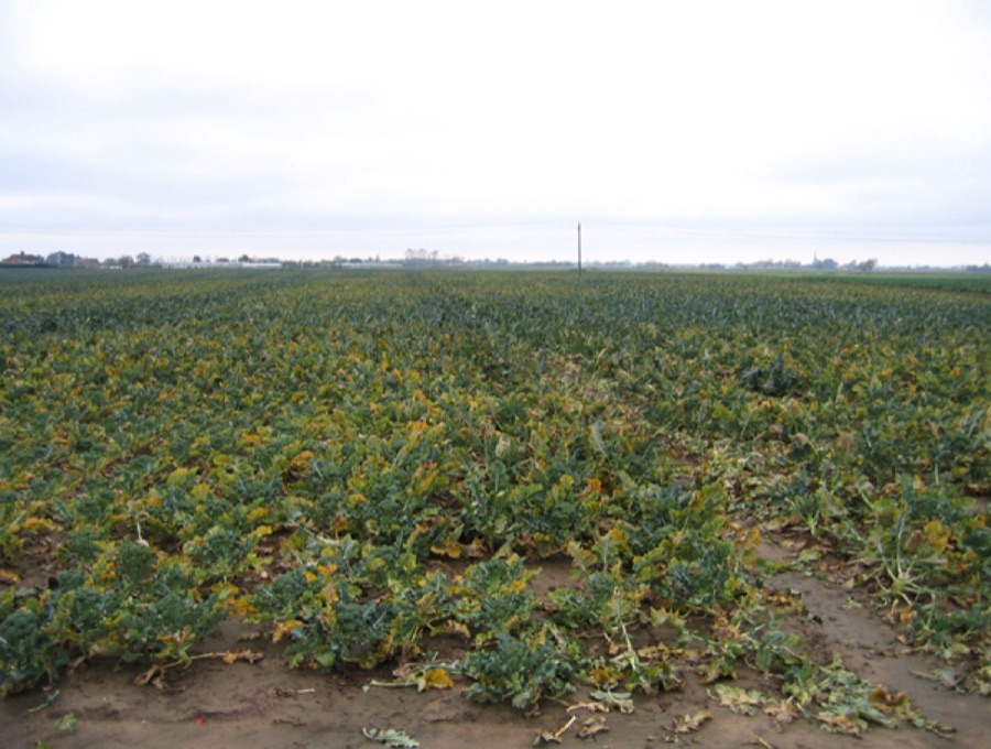A large, open field of broccoli plants growing in even rows under an overcast sky.
