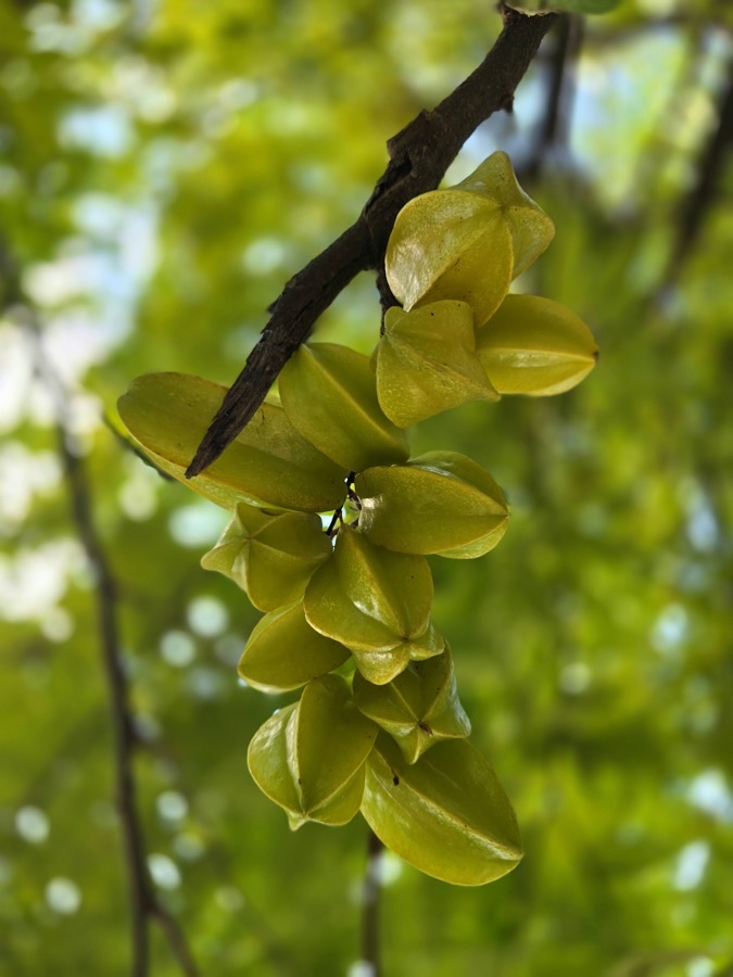 What does unripe fruit look like?