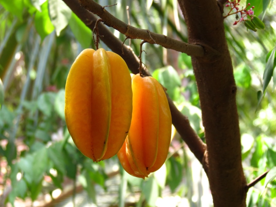When is the fruit ready to pick?