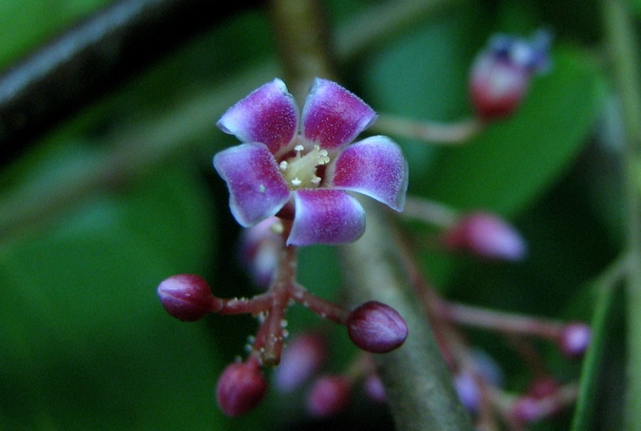 A cluster of small pink and lilac carambola flowers with dark red buds on a branch.