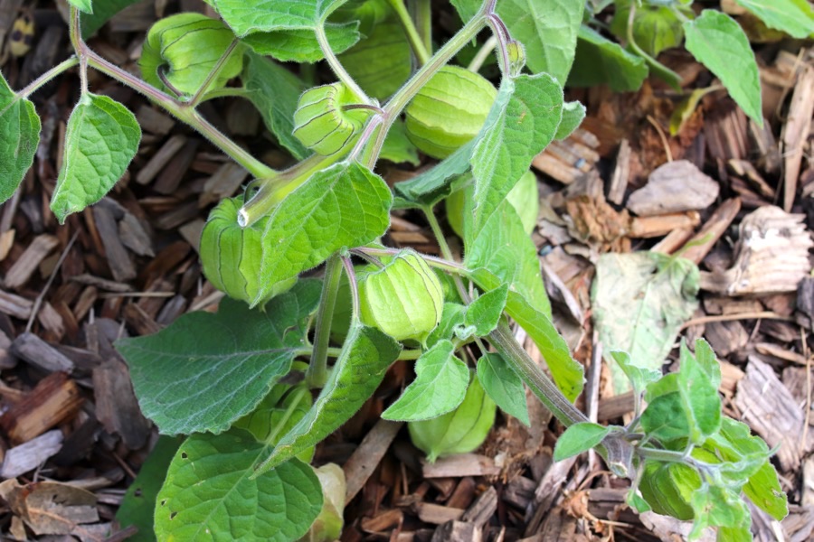 A sprawling cape gooseberry plant with soft heart-shaped leaves and green papery lanterns hanging beneath the branches.