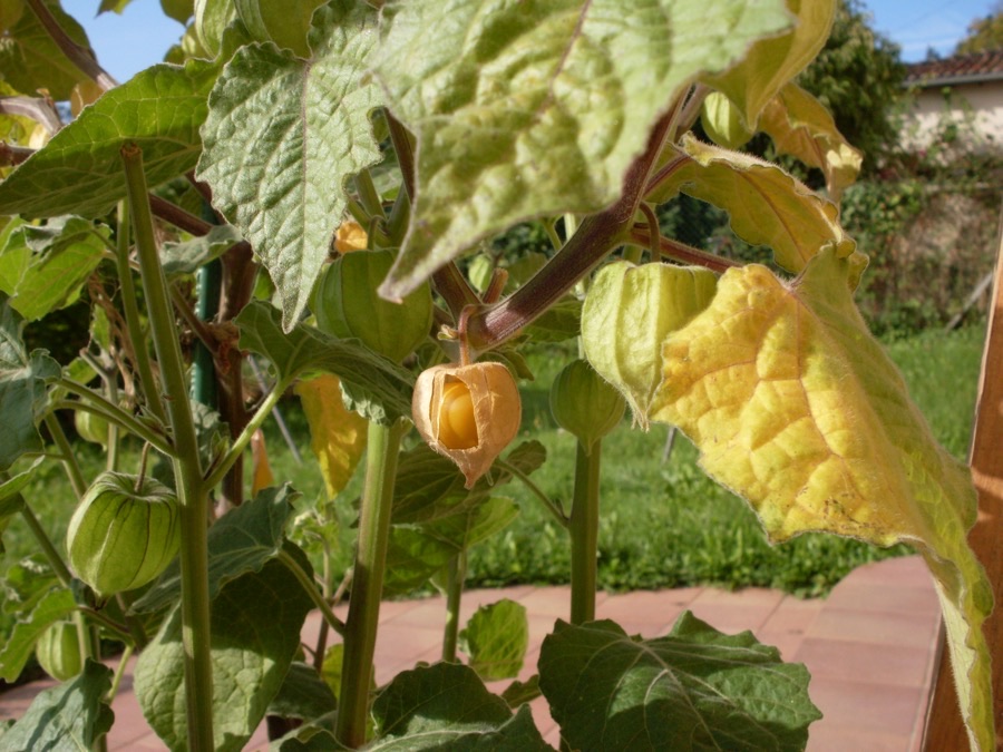 How does the fruit ripen?