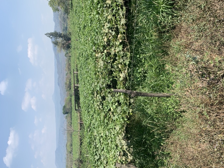 A commercial chayote field in Veracruz, Mexico, with the vines trained across a flat overhead frame of posts and wire under a blue sky.