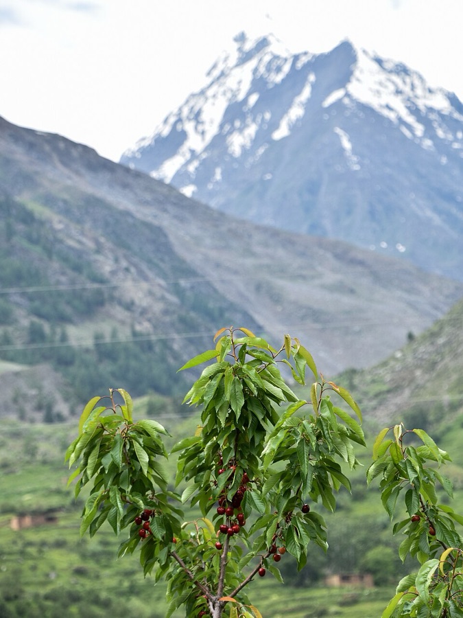 What is this young upright tree carrying dark ripe fruit, growing in a high mountain valley?
