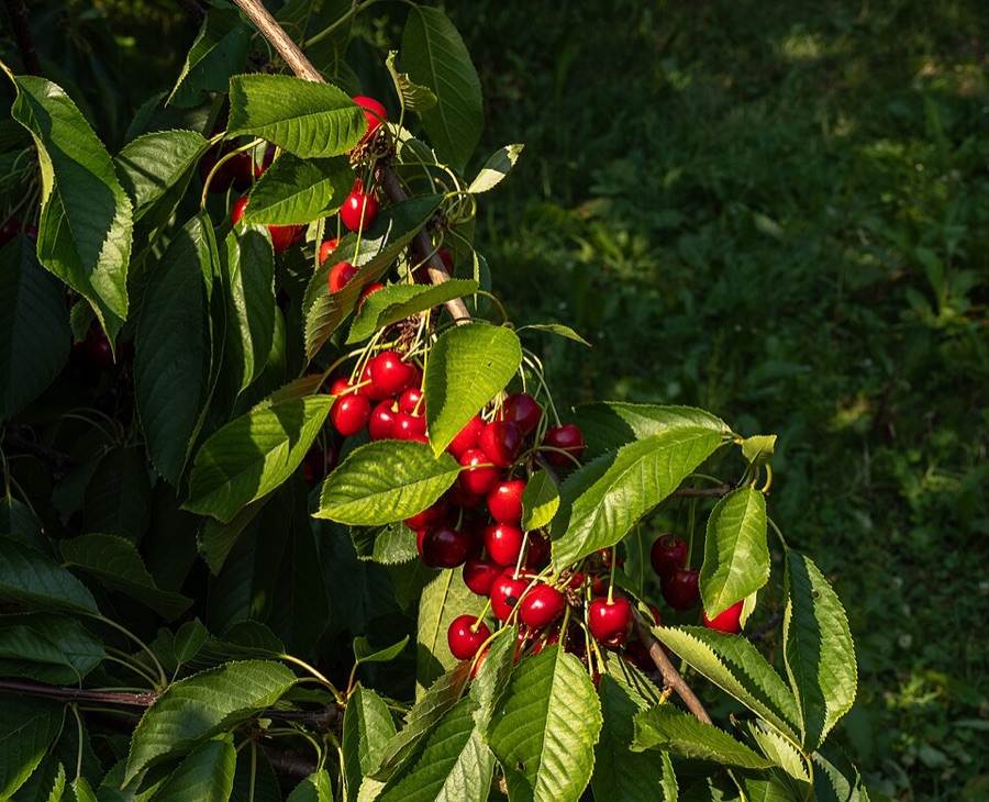 Where exactly on the branch is this crop hanging from, and what does that tell me about pruning?