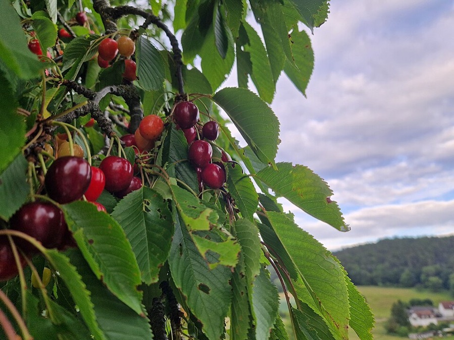 Ripe cherries hanging on long thin stalks from a branch after rain, water sitting on their skins, the fruit at several stages from yellow through orange to deep red, among long toothed leaves with a valley behind.