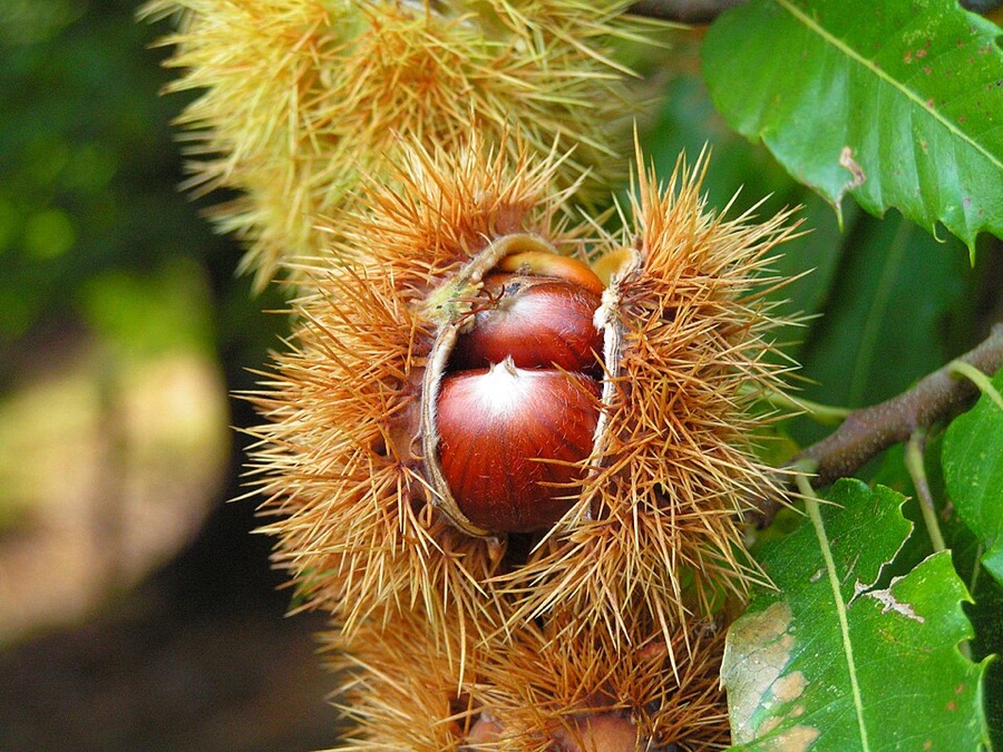 How do I know these nuts are ready to gather?
