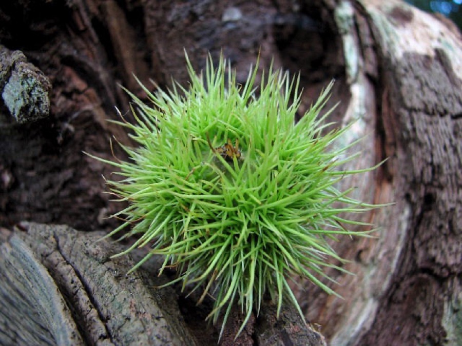 A young sweet chestnut burr, a dense ball of soft bright green spines completely closed with no seam or opening, resting against old grey bark.