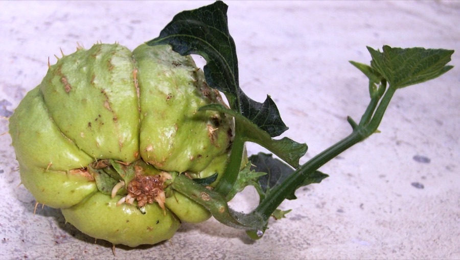 What does chayote planting material look like?
