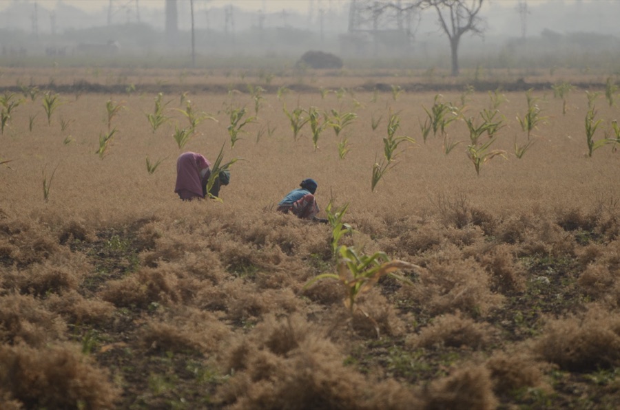 A chickpea field in Tamil Nadu, India, showing the crop's low, bushy growth habit.