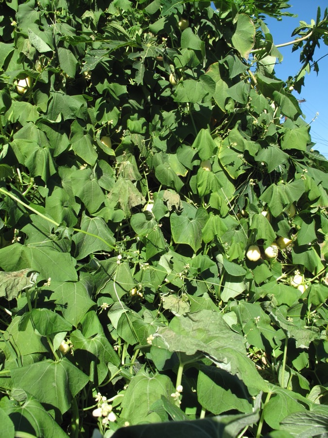 When is a fruit on the vine ready to pick?