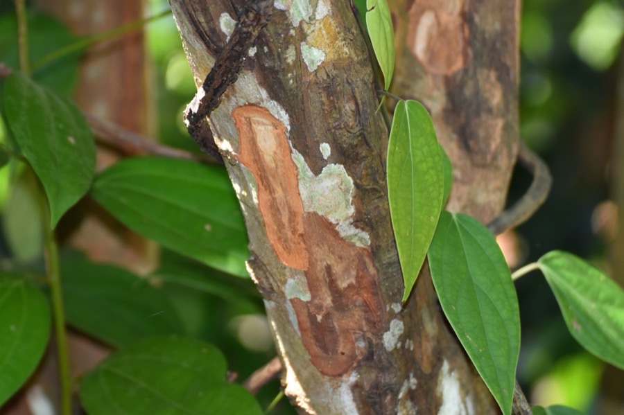 Somebody has taken strips of bark off this stem. What are they actually collecting?