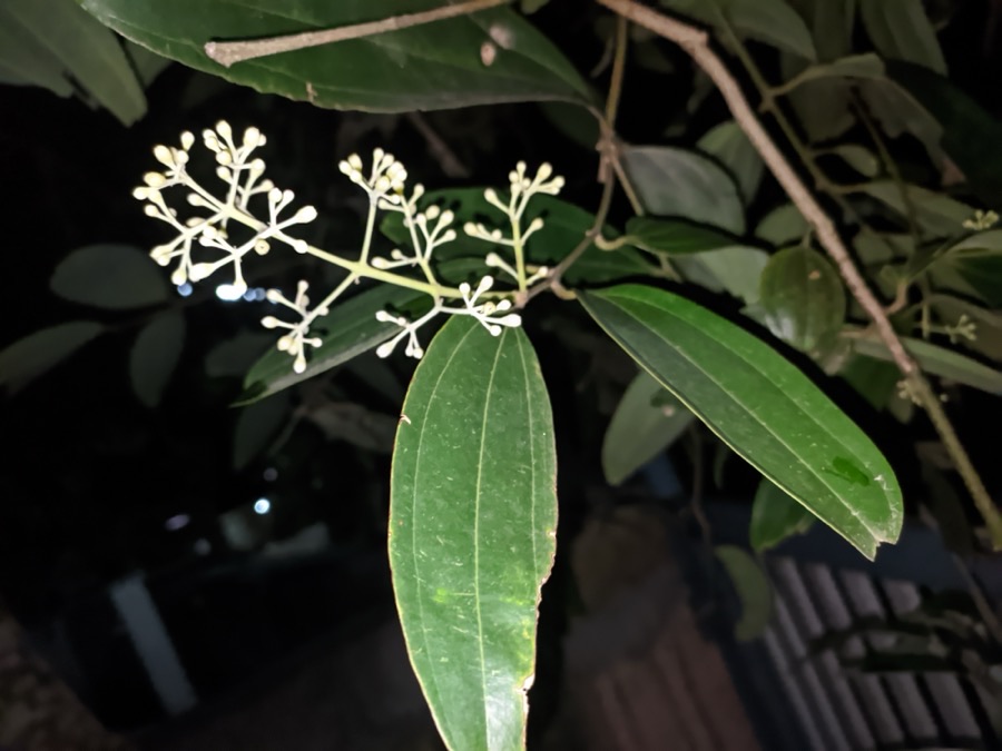 How do I know this leaf belongs to cinnamon and not to some other tree?