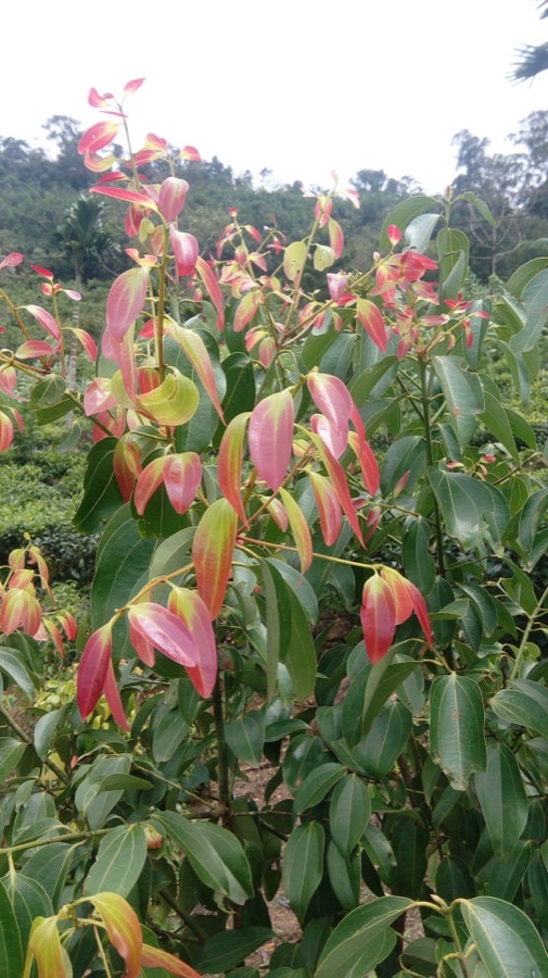 A young cinnamon bush in a plantation in Sri Lanka with many straight shoots rising from one base, the new leaves at every shoot tip bright crimson and pink while the older leaves below are dark glossy green, with hillside plantation and forest behind.