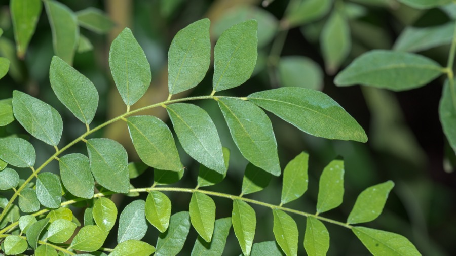 A curry leaf stalk carrying many small pointed glossy leaflets in rows along its length.