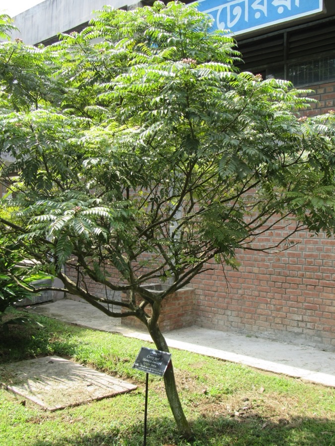 What does the whole plant look like?