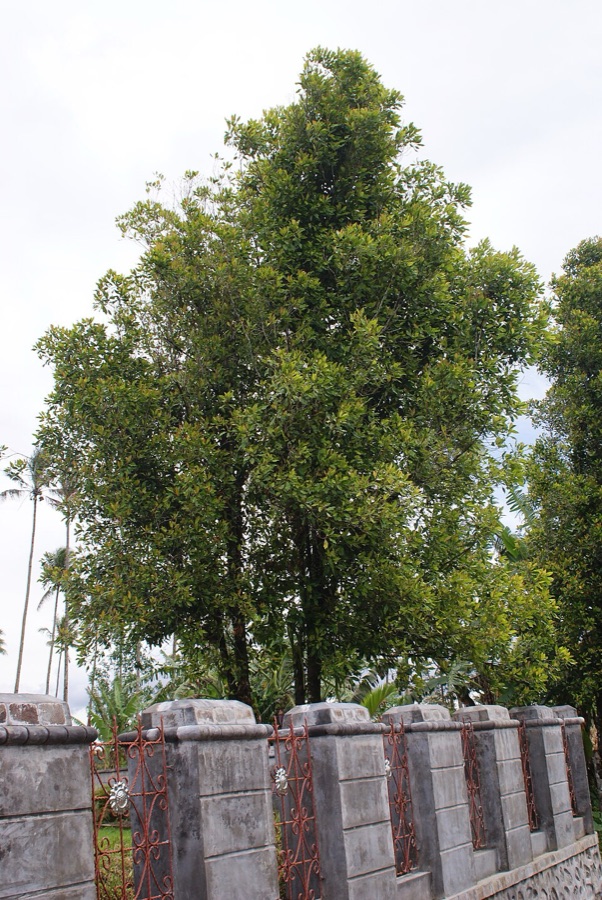 What is this tall dense evergreen tree with a narrow pointed crown and glossy leaves?